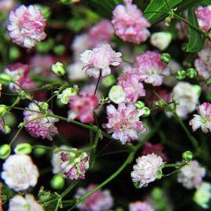 FLORES ORNAMENTAIS MOSQUITINHO SORTIDO (Gypsophila elegans)