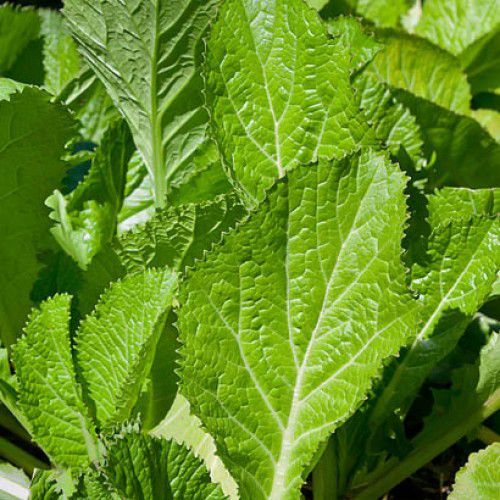 Sítio da Mata - MICROVERDE Mostarda NAYANA