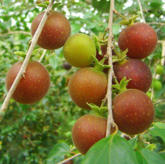 Sítio da Mata - DOVYALIS HÍBRIDA (Dovyalis abyssinica X D. hebecarpa)