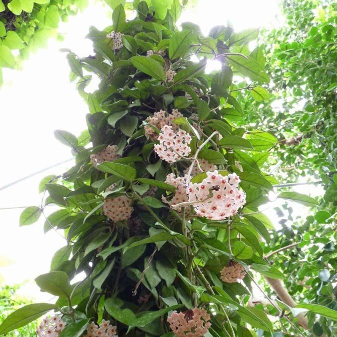 FLOR DE CERA (Hoya carnosa)