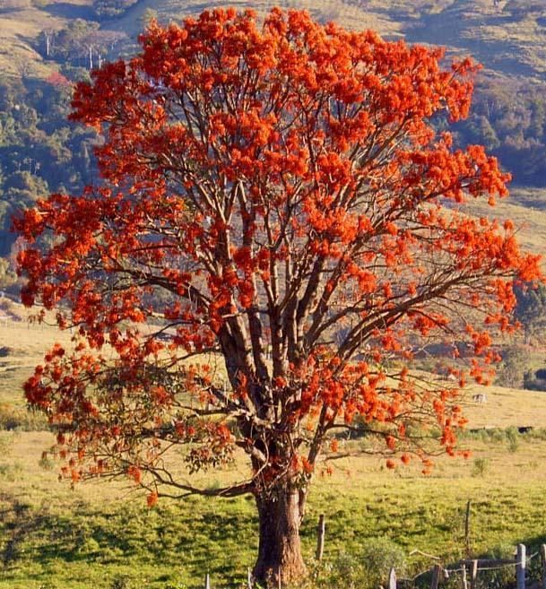 Mulungu (Erytrina velutina)