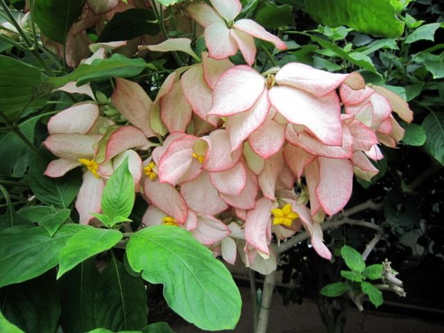 (Mussaenda philippica/ Mussaenda X philippica)