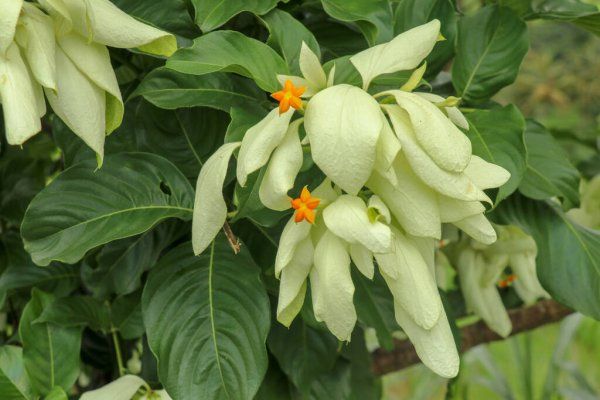 MUSSAENDA BRANCA (Mussaenda philippica)