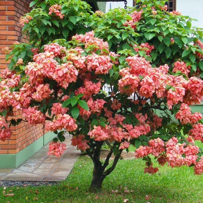 Sítio da Mata - MUSSAENDA ROSA (Mussaenda alicia)