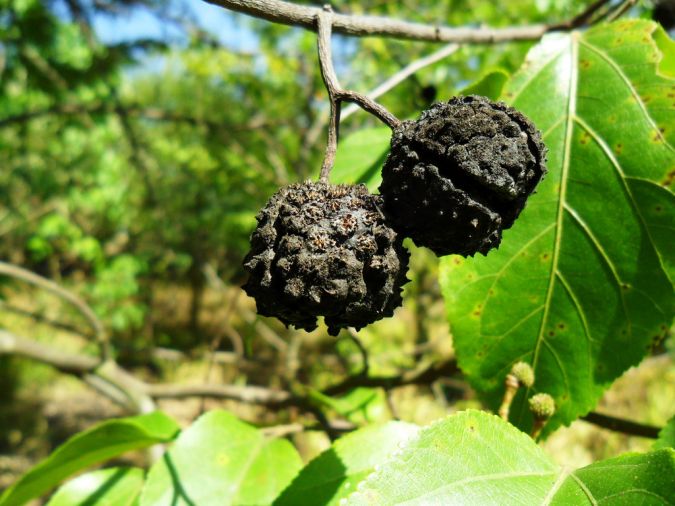 Mutambo (Guazuma ulmifolia)