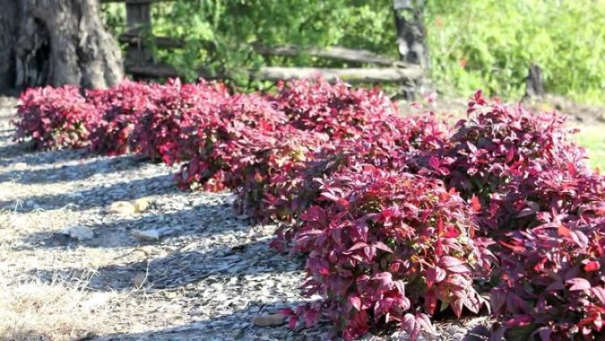 Nandina (Nandina domestica) 