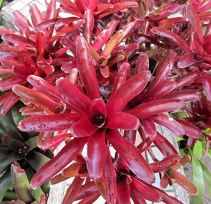 BROMÉLIA Fire Ball Rubra (Neoregelia spp. "Fireball)