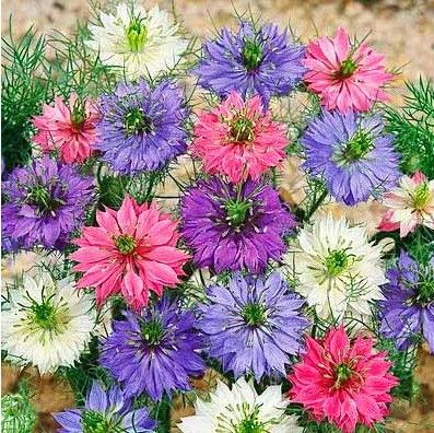 Sítio da Mata - FLORES ORNAMENTAIS Nigela SORTIDA/DEDO-DE-DAMA (Nigella damascena L.)