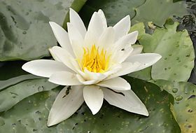 Sítio da Mata - NINFEIA (Nymphaeae spp)