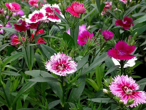 CRAVINA (Dianthus chinensis)