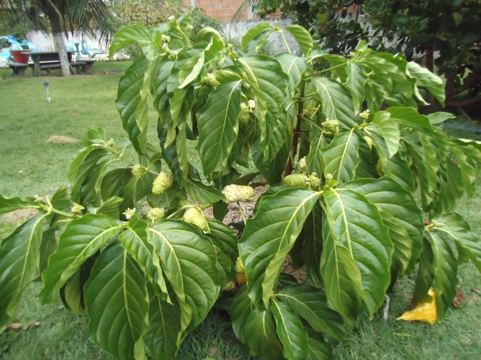 Sítio da Mata - Noni (Morinda citrifolia)