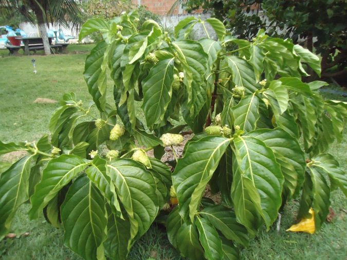 Noni (Morinda citrifolia)