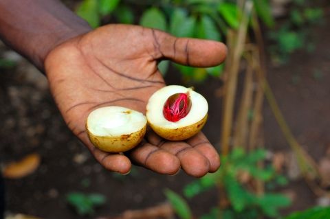 Noz Moscada (Myristica fragrans)