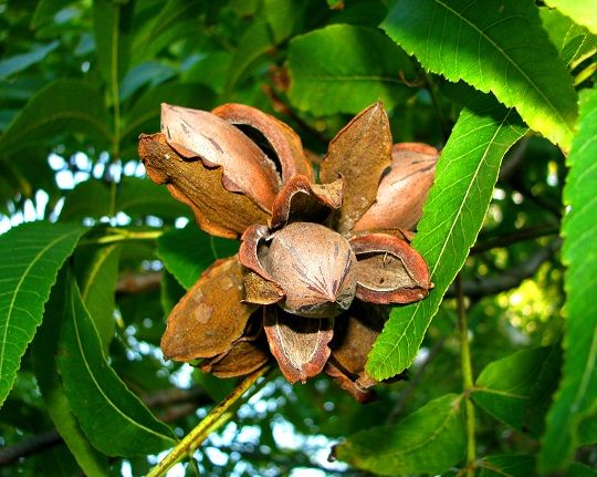 Noz Pecan (Carya Illinoiensis) 