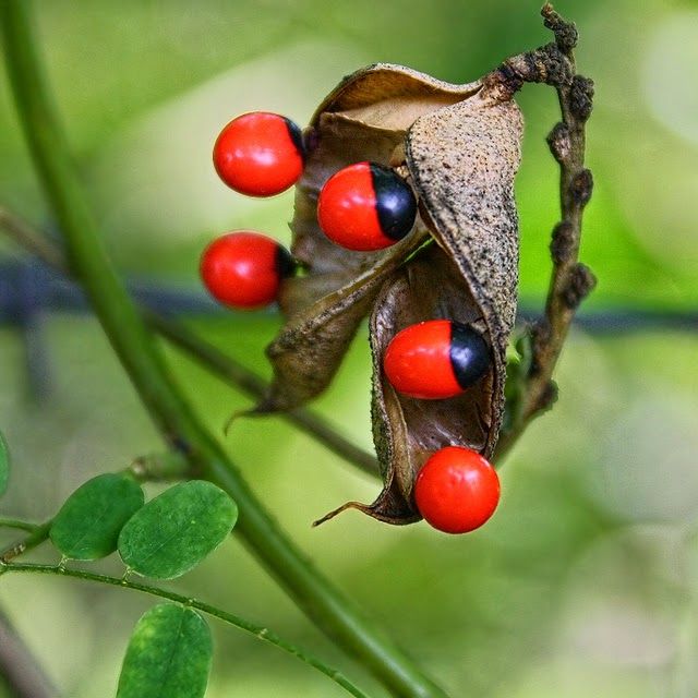 OLHO DE CABRA (Ormosia arborea)