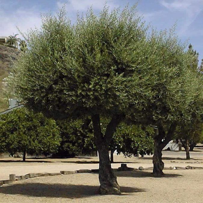 Sítio da Mata - Oliveira (Olea europaea L) 