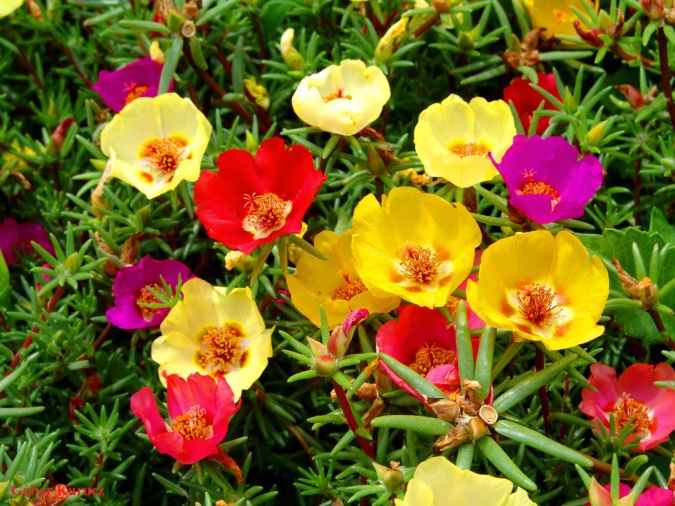 Sítio da Mata - Onze Horas (Portulaca grandiflora)