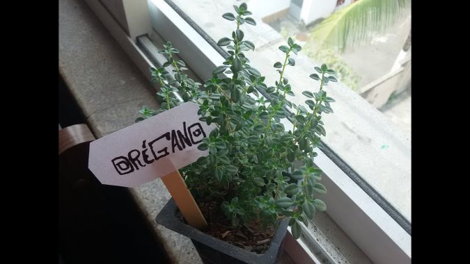 Oregano (Origanum vulgare)