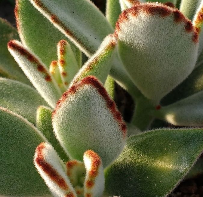 Orelha de Gato ( Kalanchoe tomentosa )