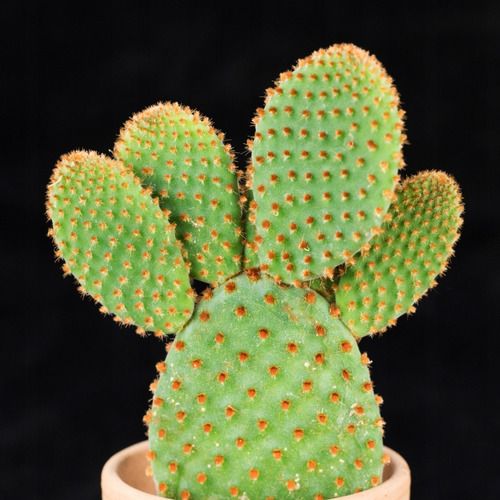 Sítio da Mata - ORELHA DE MICKEY CACTUS (Opuntia Microdasys)