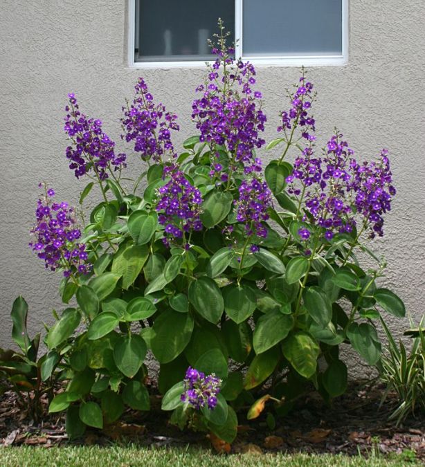 Sítio da Mata - Orelha de onca (Tibouchina heteromalla)