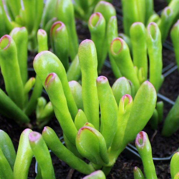 Sítio da Mata - Orelha de Shrek  ( Crassula ovata gollum )