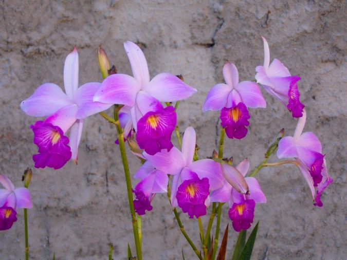 Orquídea Bambu (Arundina Bambusifolia)