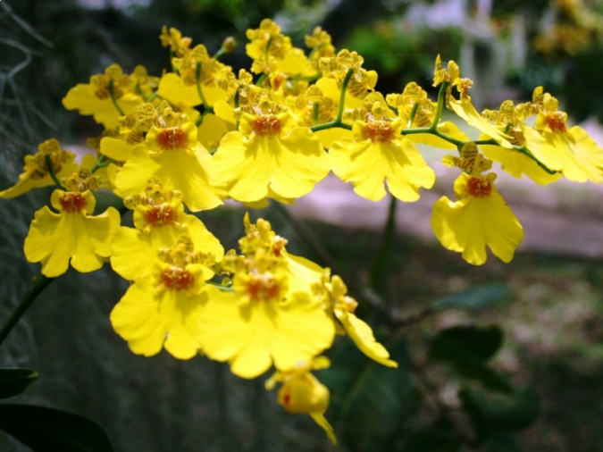 Orquídea Chuva De Ouro (Oncidium sp)