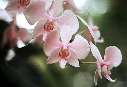 Sítio da Mata - ORQUÍDEA PHALAENOPIS (Phalaenopis spp)