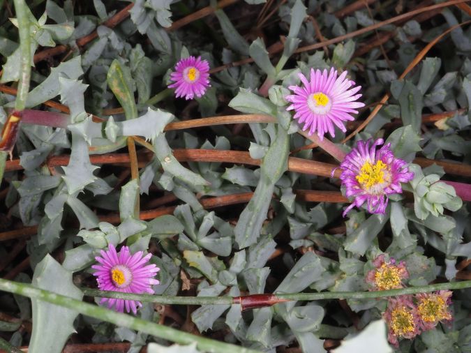 OSCULARIA DELTOIDE (Oscularia deltoides)