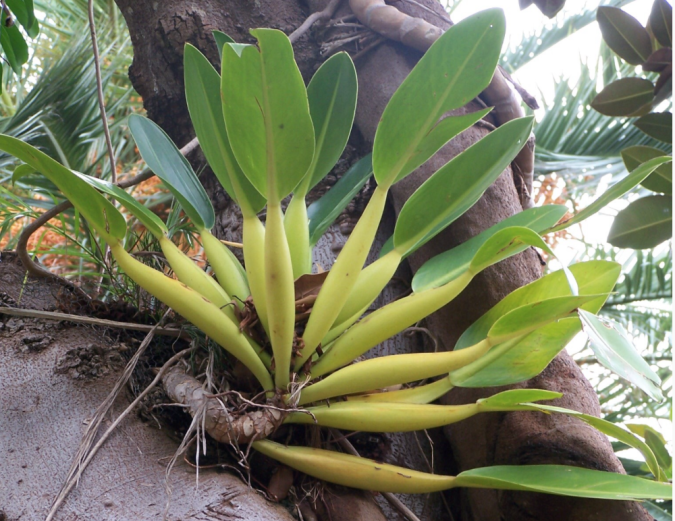 Pacova (Philodendron martiaum)