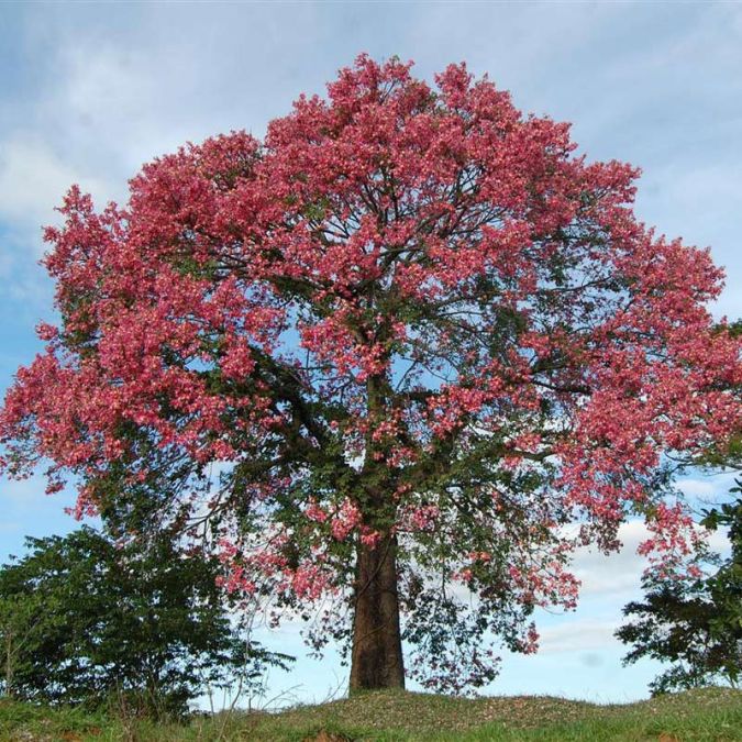 Paineira (Ceiba speciosa)