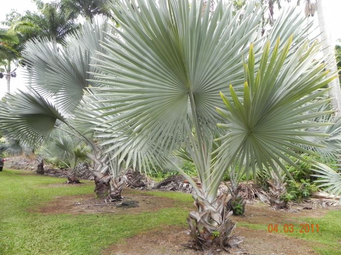 Palmeira azul (Bismarckia nobilis)