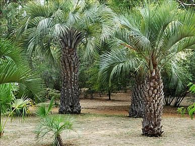 PALMEIRA BUTIA (Butia capitata)