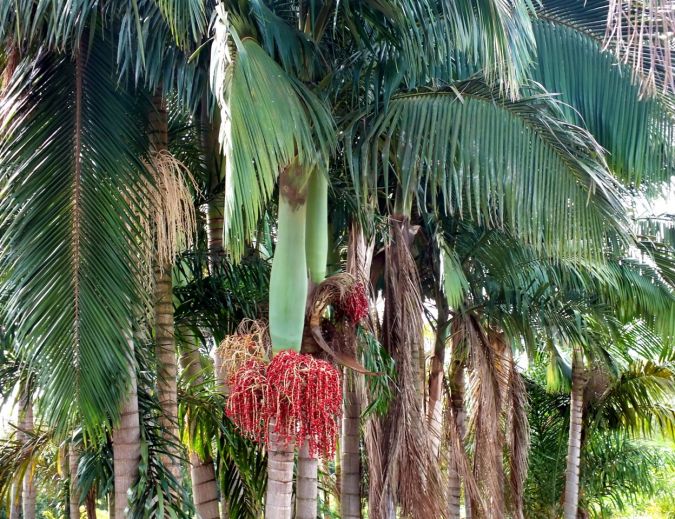 Palmeira Carpentaria (Carpentaria acuminata)