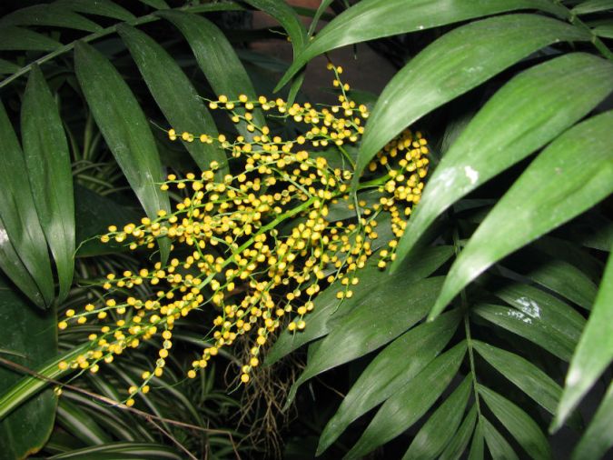  Palmeira Chamaedórea (Chamaedorea elegans) 