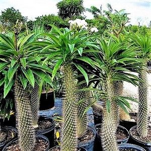 PALMEIRA DE MADAGASCAR (Pachypodium lamerei)