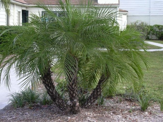 Palmeira Fenix (Phoenix Roebelenii)