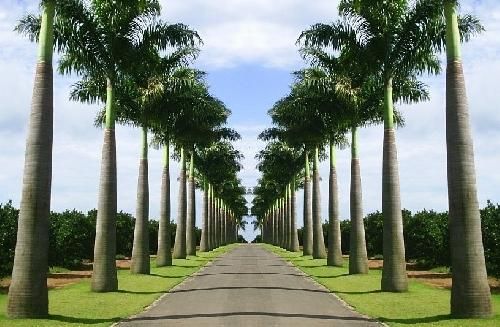 Palmeira Imperial (Roystonea Oleracea)