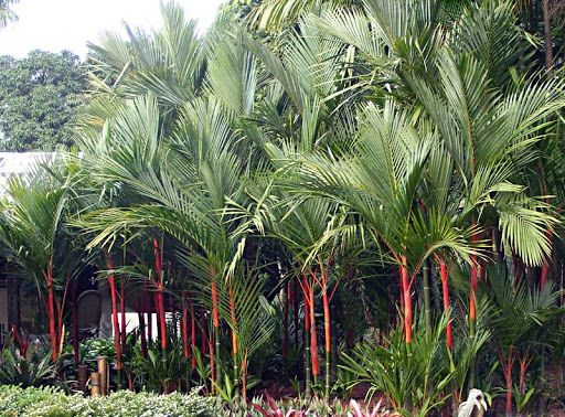 Palmeira Laca Vermelha (Cyrtostachys renda) 