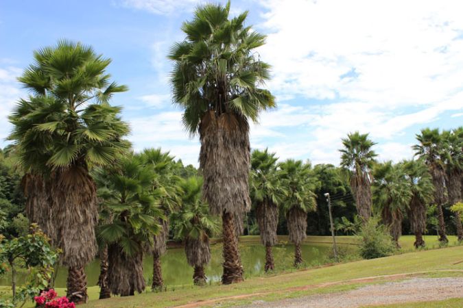 Palmeira Washingtonia (Washingtonia Robusta) 