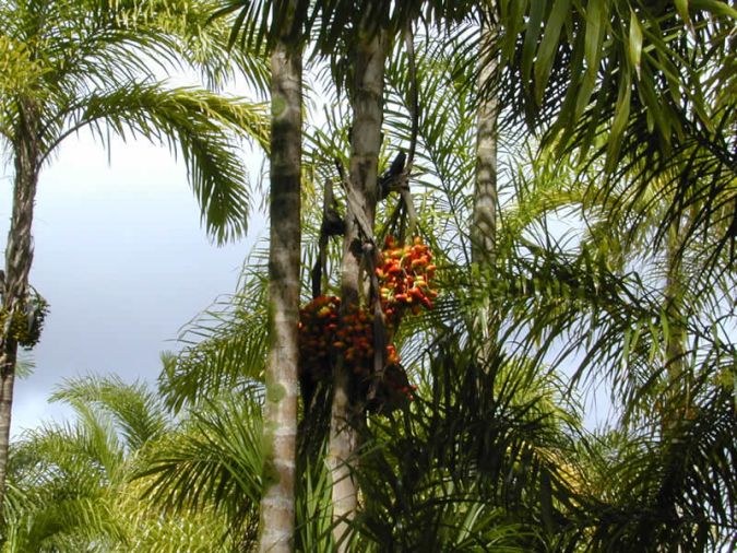 Sítio da Mata - PALMEIRA PUPUNHA (Bactris gasipaes) 