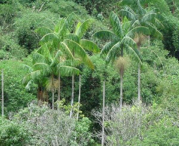 Palmito Jussara (Euterpe edulis)