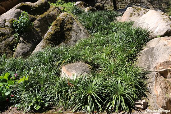 PANDANUS RASTEIRO (Pandanus racemosus)