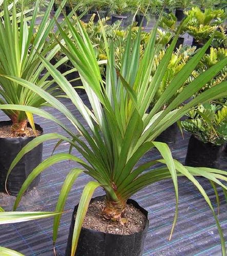 Pandanus (Pandanus utilis) 