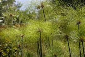 Sítio da Mata - PAPIROS (Cyperus giganteus) 