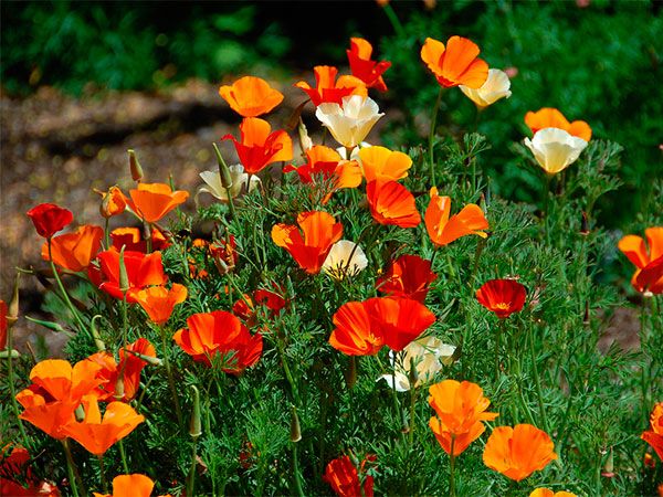 Sítio da Mata - FLORES ORNAMENTAIS Papoula-da-Califórnia SORTIDA (Eschscholzia californica)