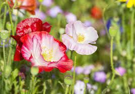 Sítio da Mata - FLORES ORNAMENTAIS Papoula SINGELA SORTIDA (Papaver rhoeas)