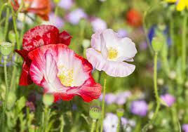 FLORES ORNAMENTAIS Papoula SINGELA SORTIDA (Papaver rhoeas)