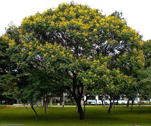 Pau Brasil (Caesalpinea Echinata)
